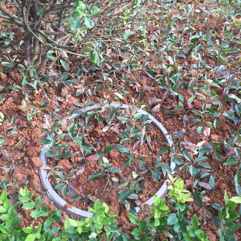 不銹鋼種植井蓋